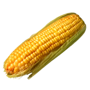 Corn PNG image-5283